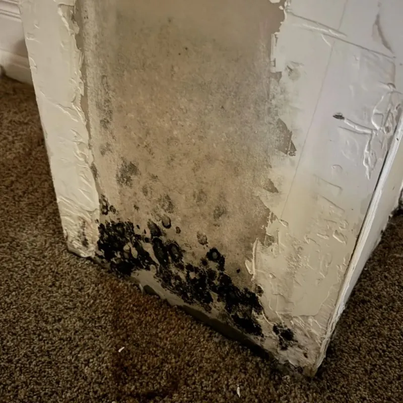 Professional Mold Removal in Peoria, IL